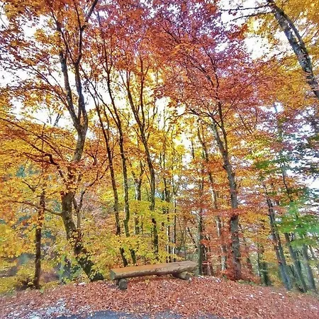 アパート Casa Nella Natura Il Risveglio Degli Elfi ペダヴェーナ